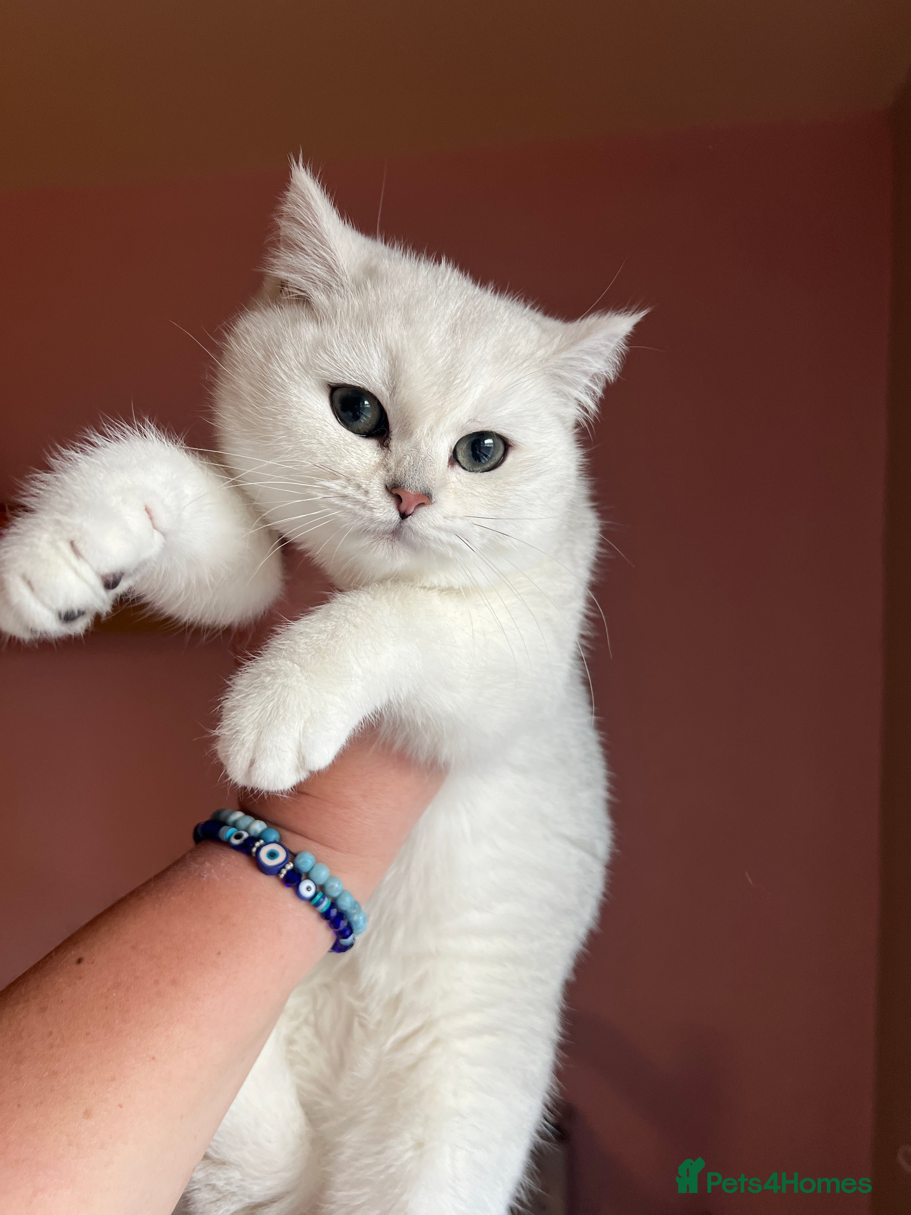 British Shorthair cats Beautiful BSH Girls - GCCF Reg - Advert 3