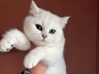 British Shorthair cats Beautiful BSH Girls - GCCF Reg - Advert 3