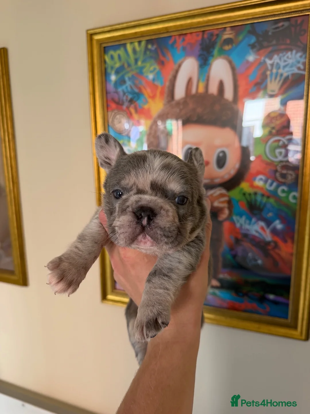 French Bulldog dogs for sale: FRENCHIE BOY’S - Advert 1