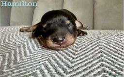 Miniature Dachshund dogs for sale: Exceptional Show Quality KC Miniature Dachshunds! - Image 6