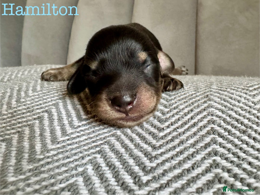 Miniature Dachshund dogs for sale: Exceptional Show Quality KC Miniature Dachshunds! - Image 6
