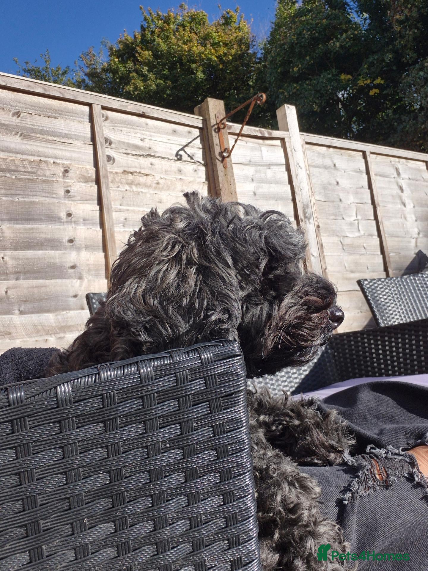 Mixed Breed dogs for sale: Cockapoo cross puppies - Advert 6