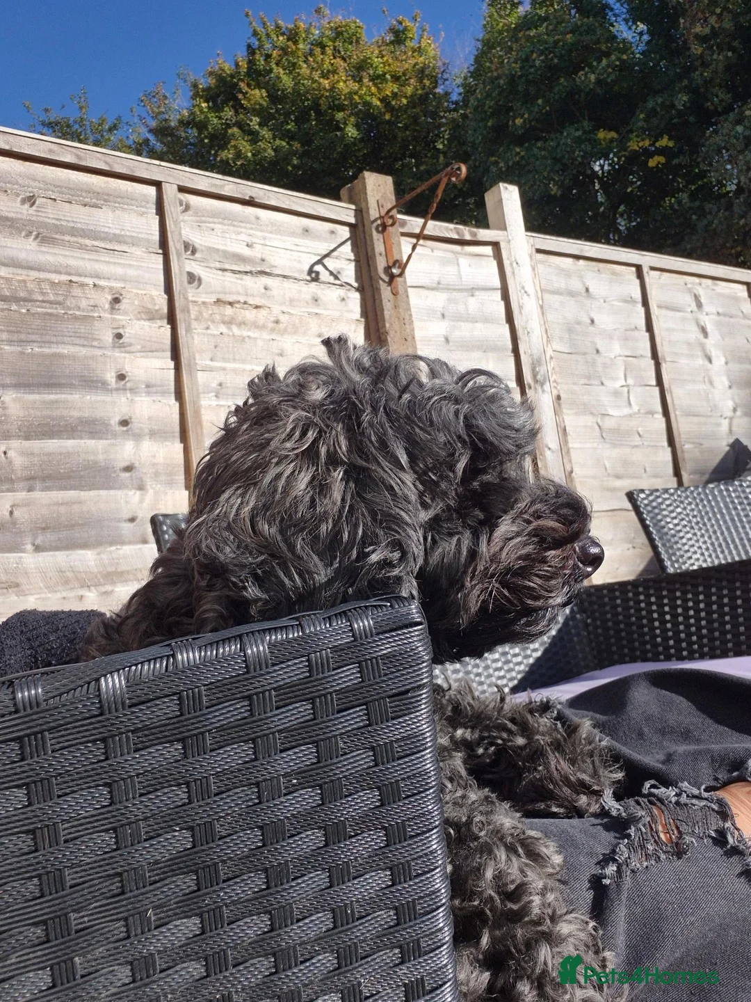 Mixed Breed dogs for sale: Cockapoo cross puppies in Emsworth - Advert 1