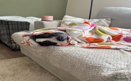 Staffordshire Bull Terrier dogs for sale: Tyson 🐾 Staffordshire Bull Terrier Cross - Image 4