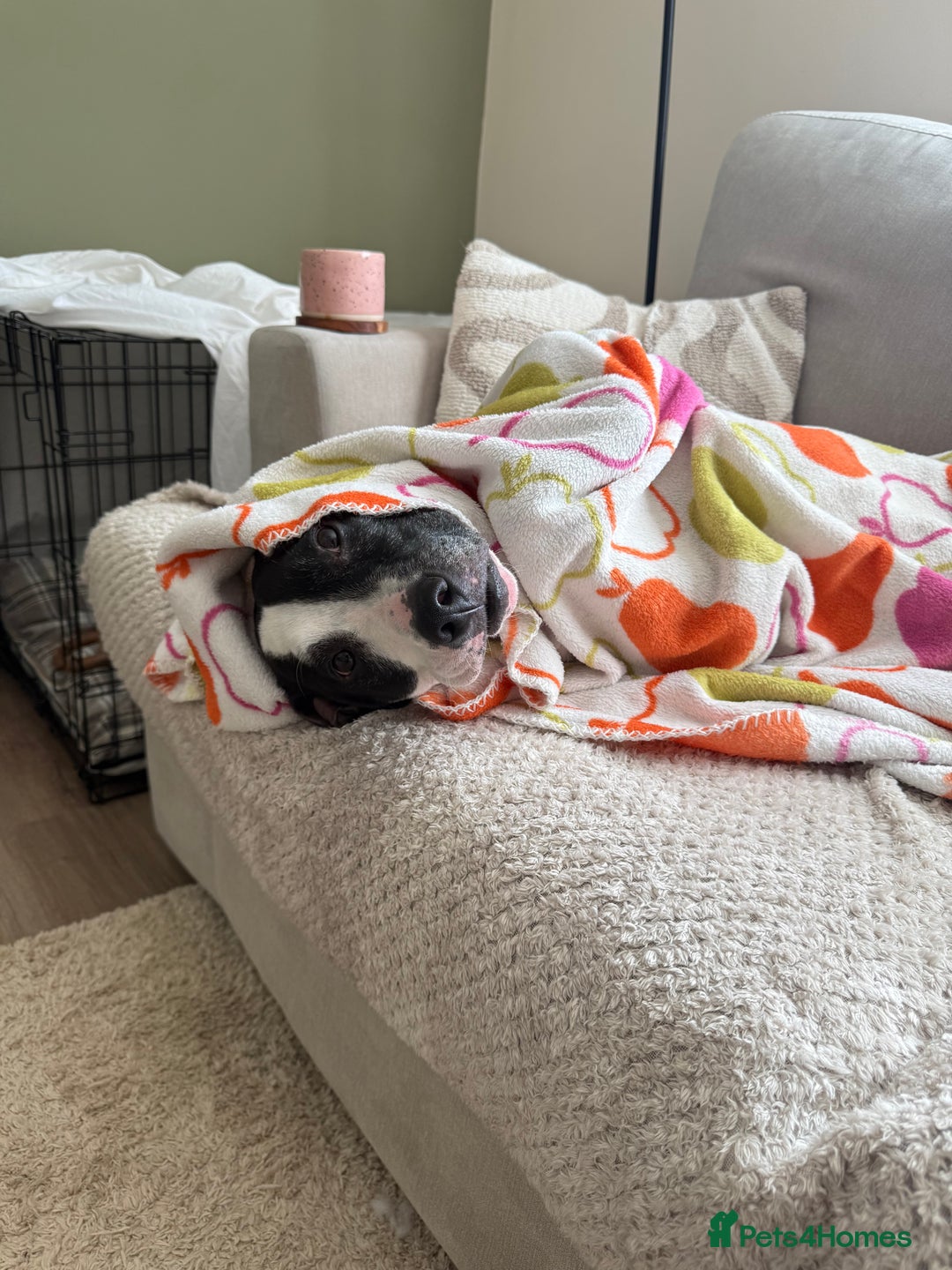 Staffordshire Bull Terrier dogs for sale: Tyson 🐾 Staffordshire Bull Terrier Cross - Image 4