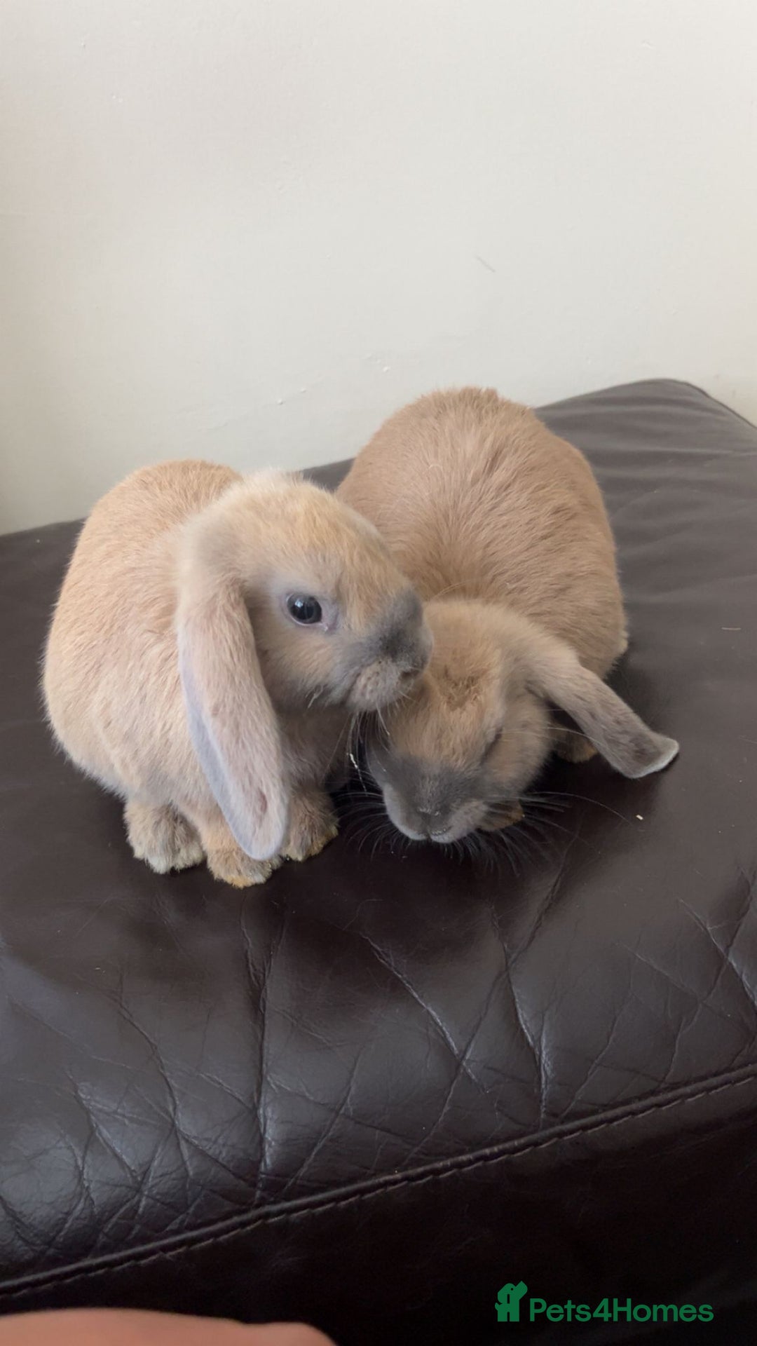 Mixed Breed rabbits for sale: 2 male bunnies looking for a new friendly home 9wk - Image 2