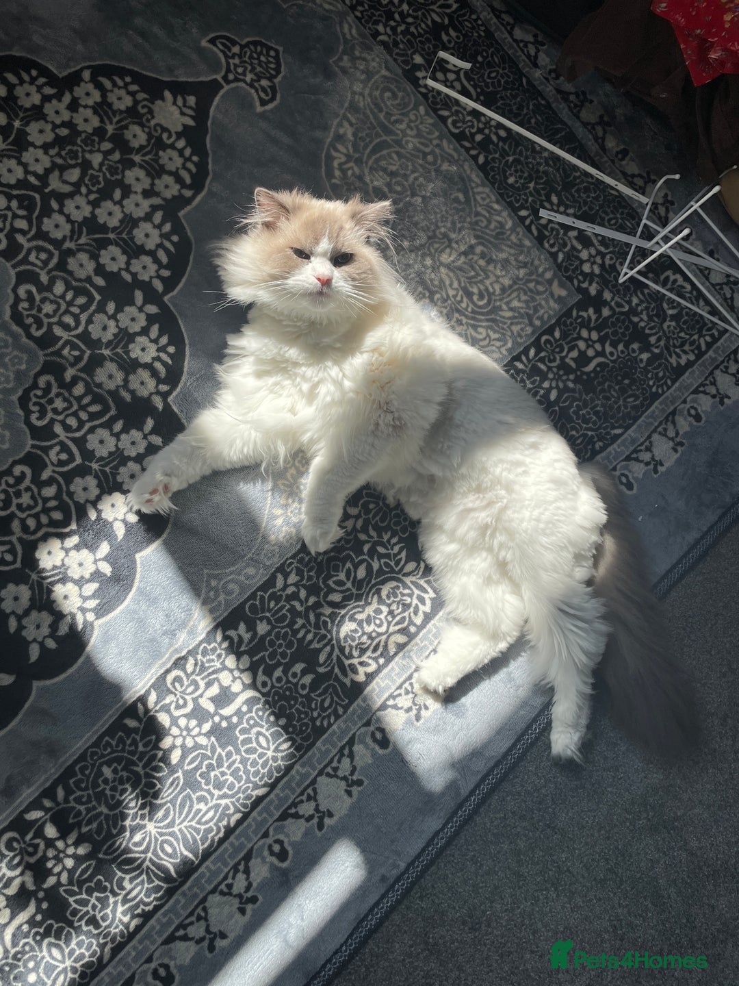 Ragdoll cats for sale: Brother Sister Ragdolls for Rehoming  - Image 15