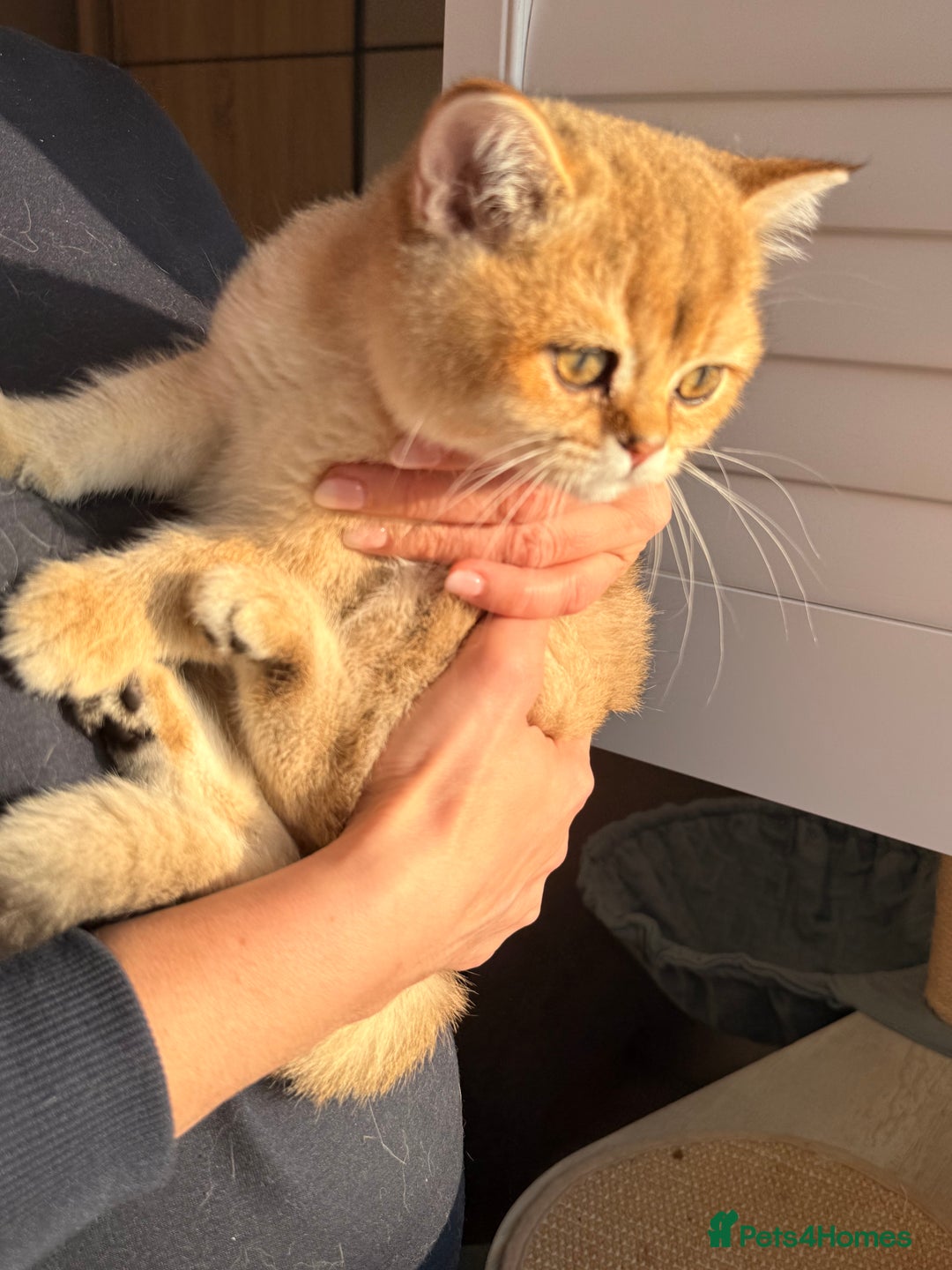 British Shorthair cats for sale: Early BLACK FRIDAY deal available  - Image 8