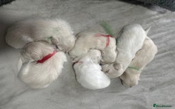 Bichon Frise dogs for sale: Beautiful Puppies Looking for Their Forever Homes! - Image 2