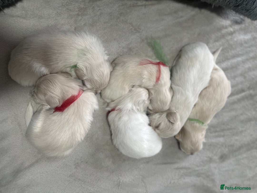 Bichon Frise dogs for sale: Beautiful Puppies Looking for Their Forever Homes! - Image 2