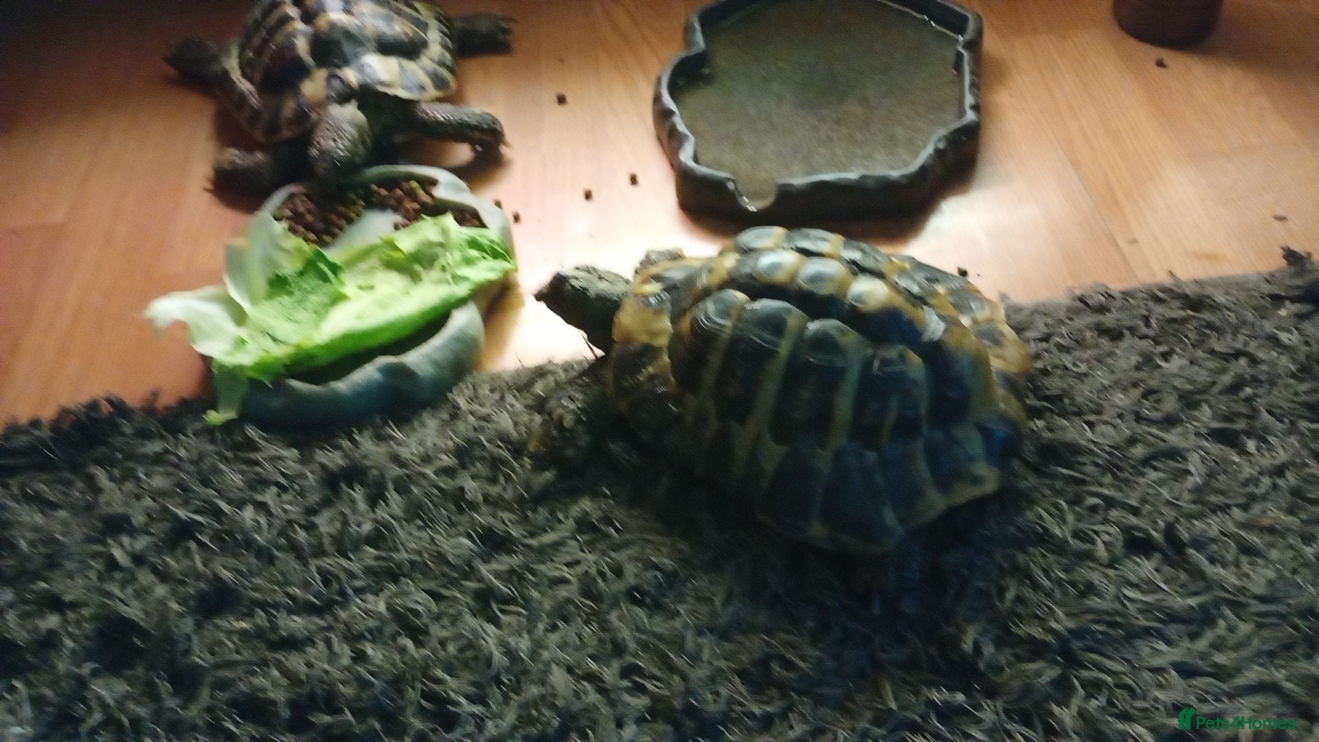 Turtle reptiles 2 male turtles  - Advert 3