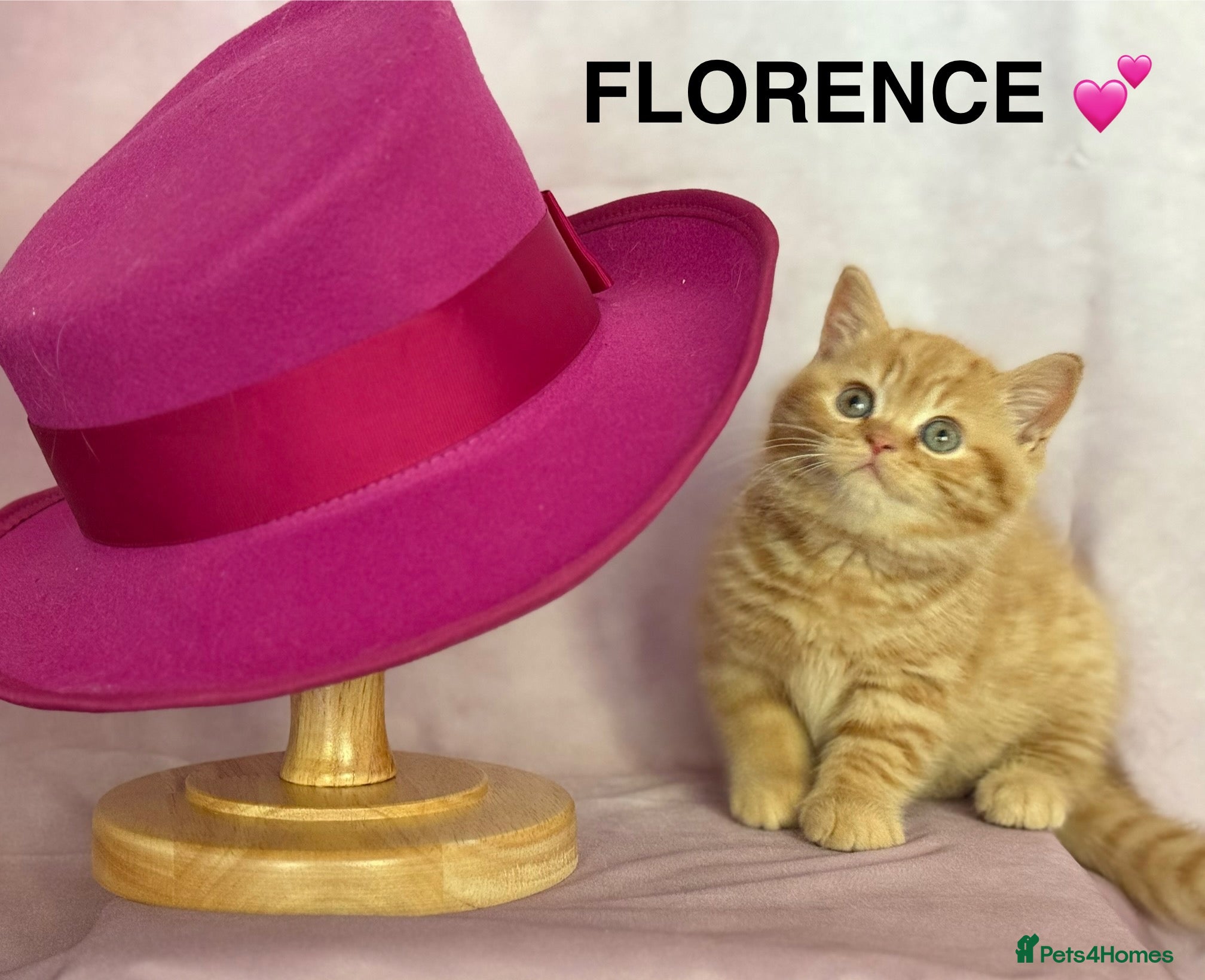 British Shorthair cats Adorable GCCF registered British Shorthair  - Advert 1