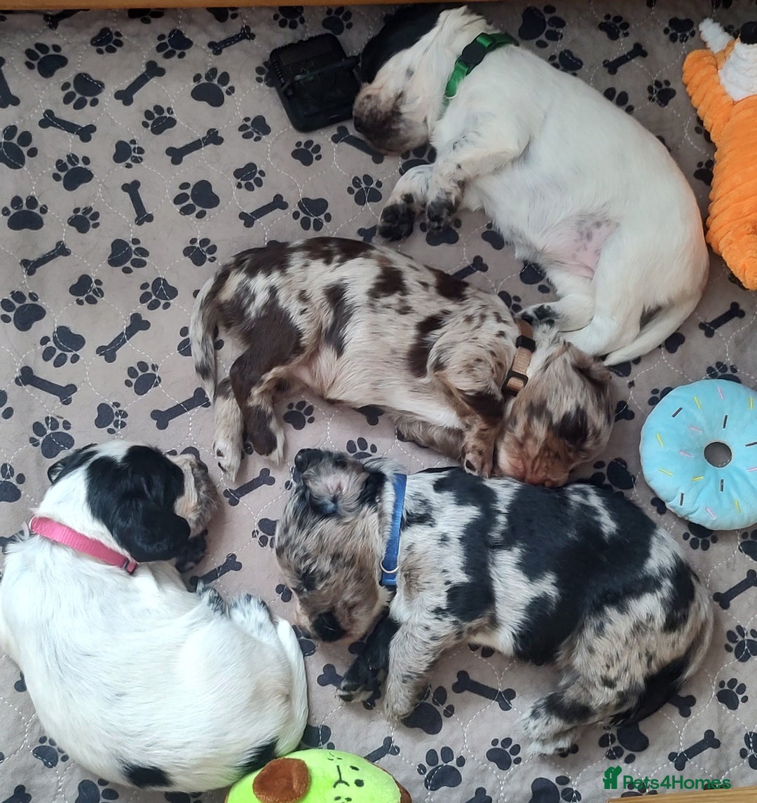 Sprocker dogs for sale: STRIKING SPROCKER SPANIEL PUPPIES  - Image 27