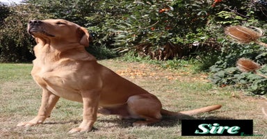 Labrador Retriever dogs - Advert 9