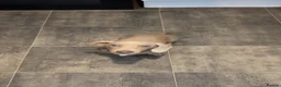 Miniature Dachshund dogs for sale: Rolo looking for a new home - Advert 4