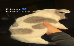 French Bulldog dogs for sale: Gorgeous pied and merle french bulldog puppies🩷💙 - Image 6