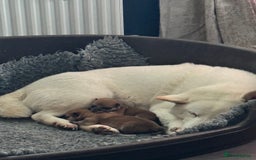 Japanese Shiba Inu dogs for sale: Red Japanese Shiba Inu pups - Image 2