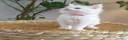 Maine Coon cats for sale: Exceptional Russian Line Maine coons - Advert 4