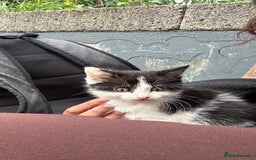 British Shorthair cats for sale: Black & White Kitten - Image 2