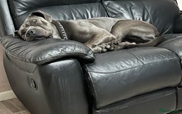 Cane Corso dogs for sale: Male cane corso (intact) 2yrs old - Image 4
