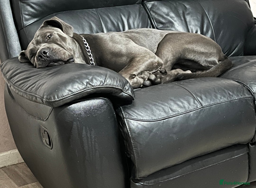 Cane Corso dogs for sale: Male cane corso (intact) 2yrs old - Image 4