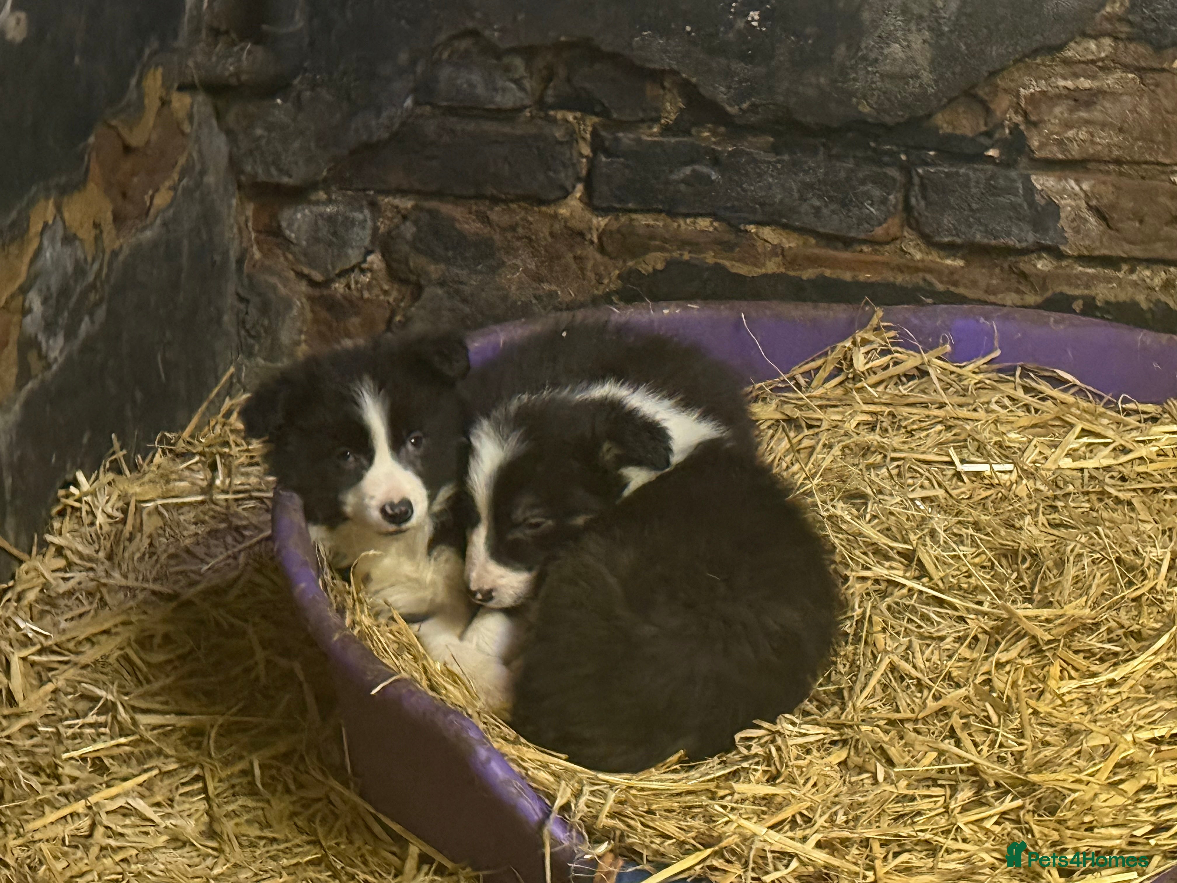 Border Collie dogs Working Line Border Collie Puppies – Black & White - Advert 1