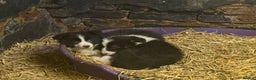 Border Collie dogs for sale: Working Line Border Collie Puppies – Black & White - Advert 1