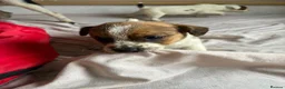 Jack Russell dogs for sale: Outstanding Jackrussle pups  in Caerphilly - Advert 8