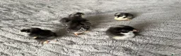 Chickens poultry for sale: Olive Egger Chicks - Advert 2