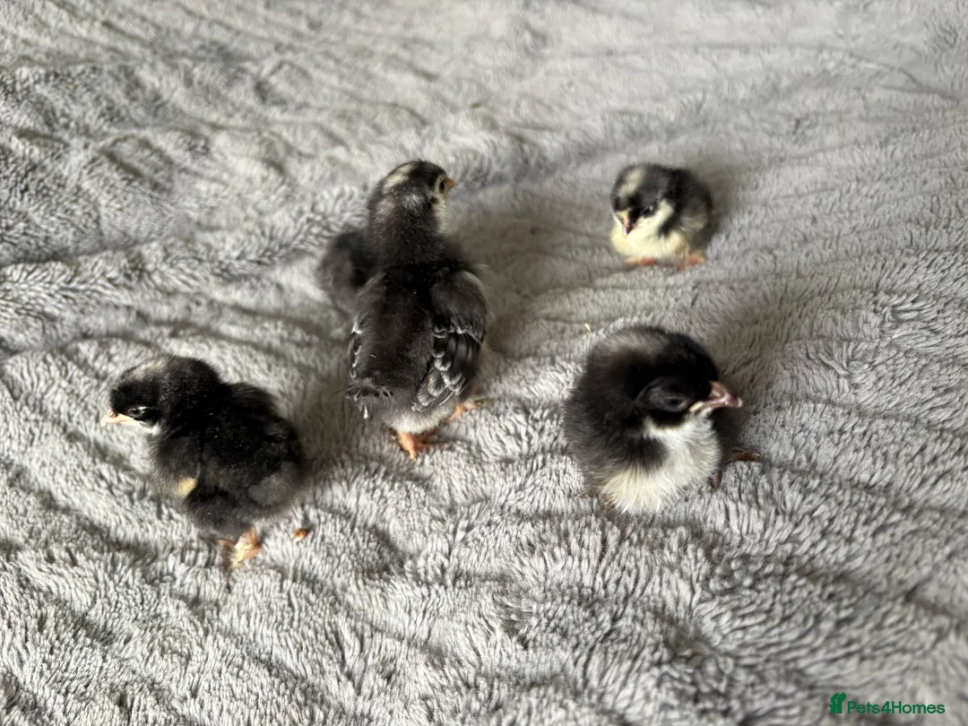 Chickens poultry for sale: Olive Egger Chicks - Advert 2