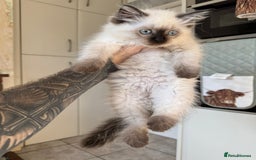 Ragdoll cats for sale: Pure breed Female seal point ragdoll kitten - Image 2