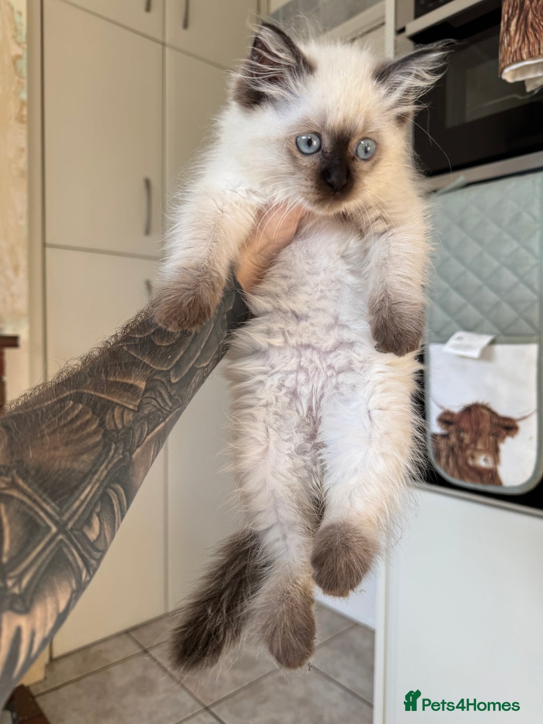 Ragdoll cats for sale: Pure breed Female seal point ragdoll kitten - Image 2