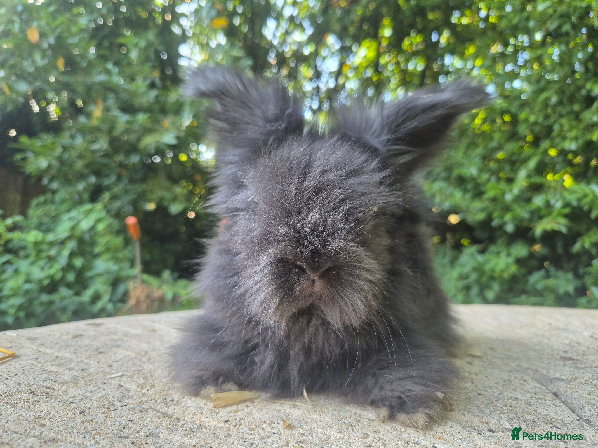 Angora rabbits 🌟STUNNING ANGORA BABIES- maxi full face 🌟 - Advert 1