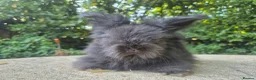 Angora rabbits for sale: 🌟STUNNING ANGORA BABIES- maxi full face 🌟 - Advert 6