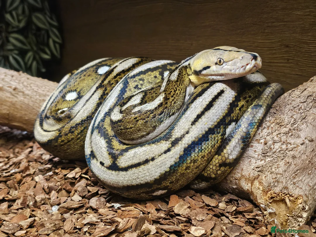 Python Snake reptiles for sale: Female Motley Tiger python - Advert 1
