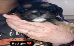 Cavapoo dogs for sale: Beautiful F1 cavapoos phantom 3 girls left 💜💖❤️ - Image 36