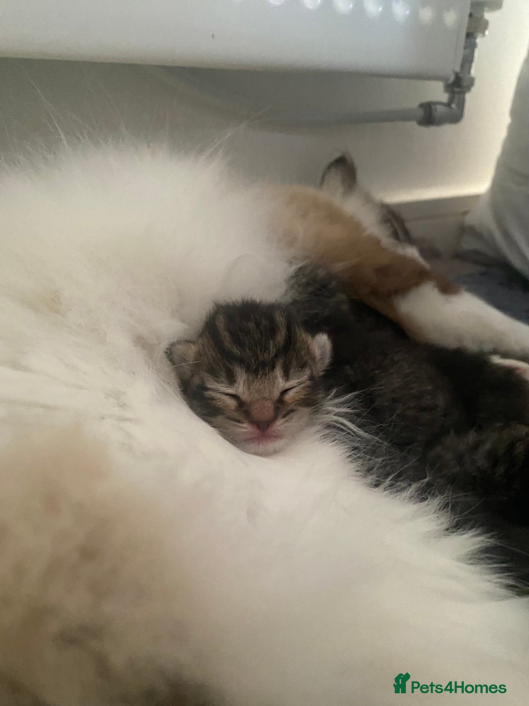 RagaMuffin cats for sale: 🐾 **Adopt Ragdoll-Shorthair Kitten!** 🐾 - Image 16