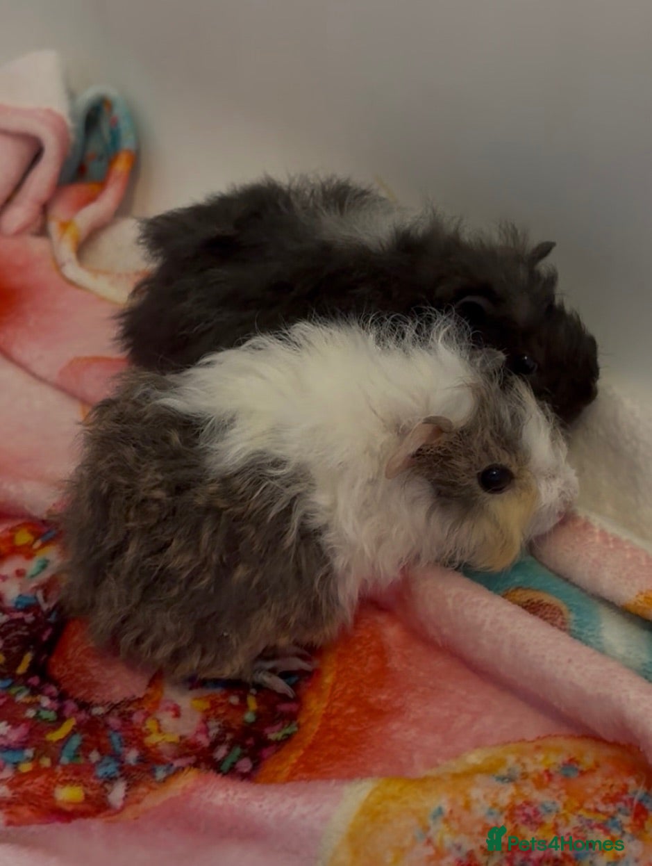 Guinea Pig rodents Beautiful Fluffy Piggies 2x Boys 2x girls  - Advert 15