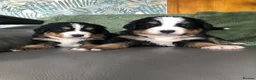 Bernese Mountain Dog dogs for sale: Stunning Bernese mountain puppies - Advert 7