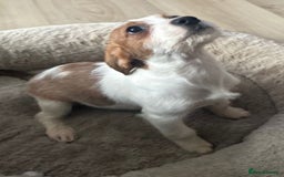 Mixed Breed dogs for sale: Cavajack girl - Advert 2