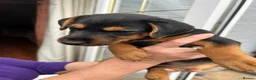Mixed Breed dogs for sale: Lakeland terrier x jack russell pups 3 male  - Advert 5