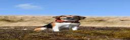 Mixed Breed dogs for adoption: Milo beagle mix in Tiverton - Advert 1