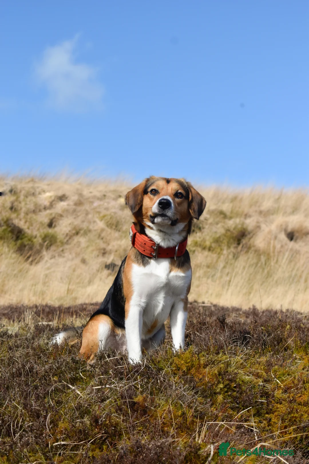 Mixed Breed dogs for adoption: Milo beagle mix in Tiverton - Advert 1