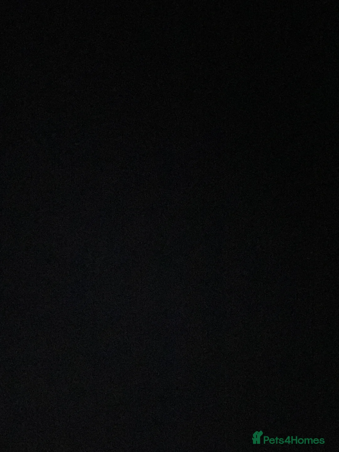 Belgian Shepherd Dog dogs for sale: Dutch Shepherd Puppy Male  - Advert 2