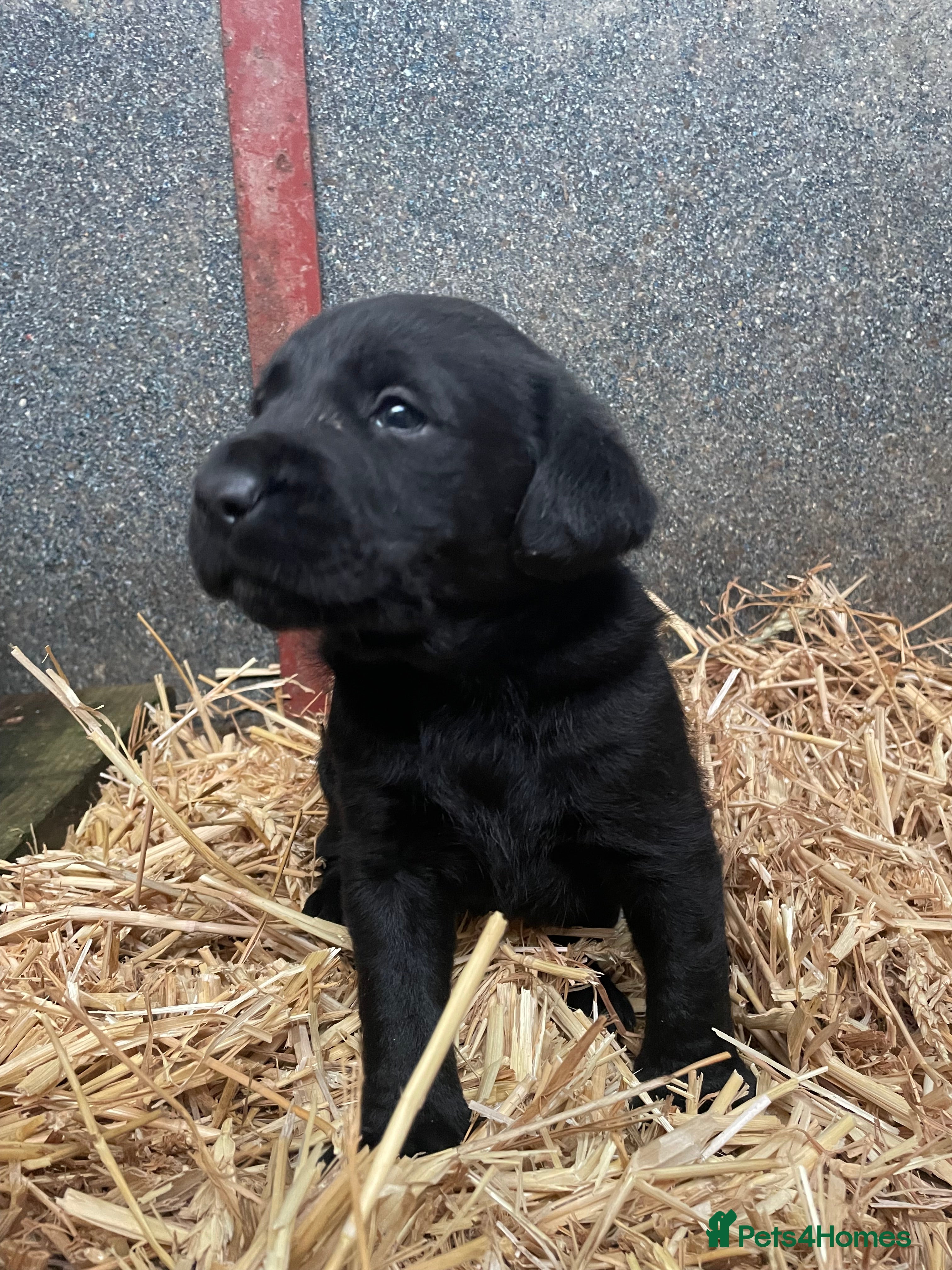 Labrador Retriever dogs Black Labrador pups for sale - Advert 13
