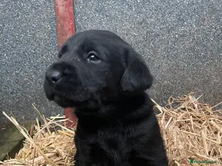 Labrador Retriever dogs KC Reg Black Labrador pups for sale - Advert 9
