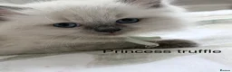 Ragdoll cats for sale: GCCF Ragdoll females excellent pedigree  - Advert 1