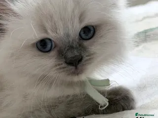 Ragdoll cats GCCF Ragdoll Blue point females - Advert 9