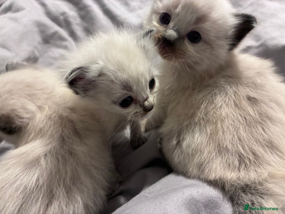 Ragdoll cats for sale: Stunning ragdoll kittens for sale  - Image 16
