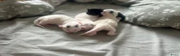 Mixed Breed cats for sale: 3 gorgeous Kittens for sale  - Advert 10